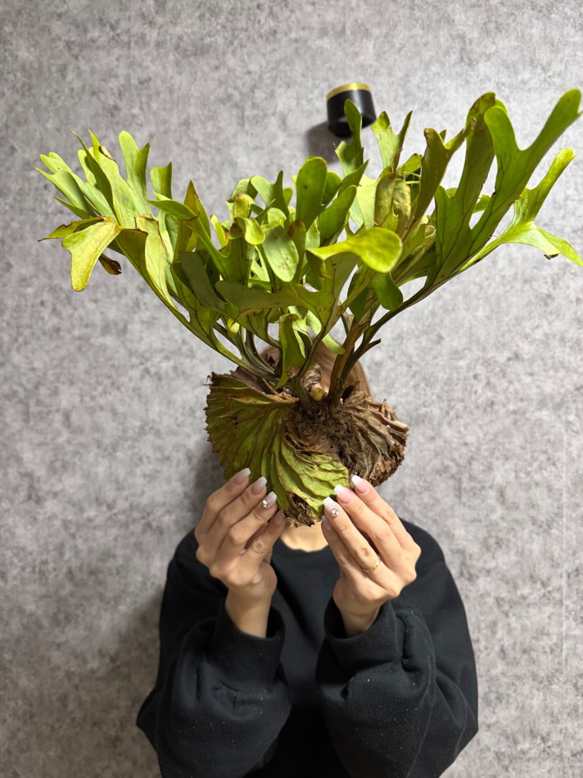 Anthurium veitchii narrow アンスリウムベイチー ナロー Anthurium