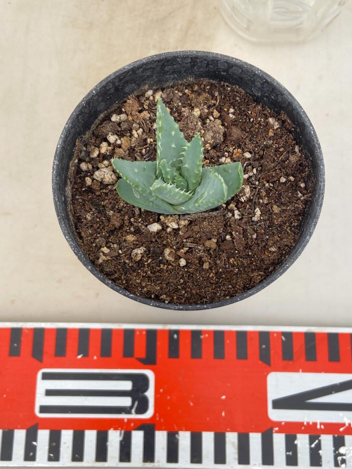 8786 「実生」アロエ フミリス【多肉植物・アロエ・種から発芽！・Aloe humilis】 - メルカリ