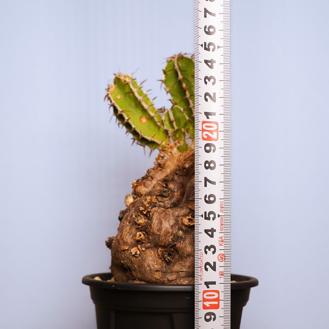 ユーフォルビア