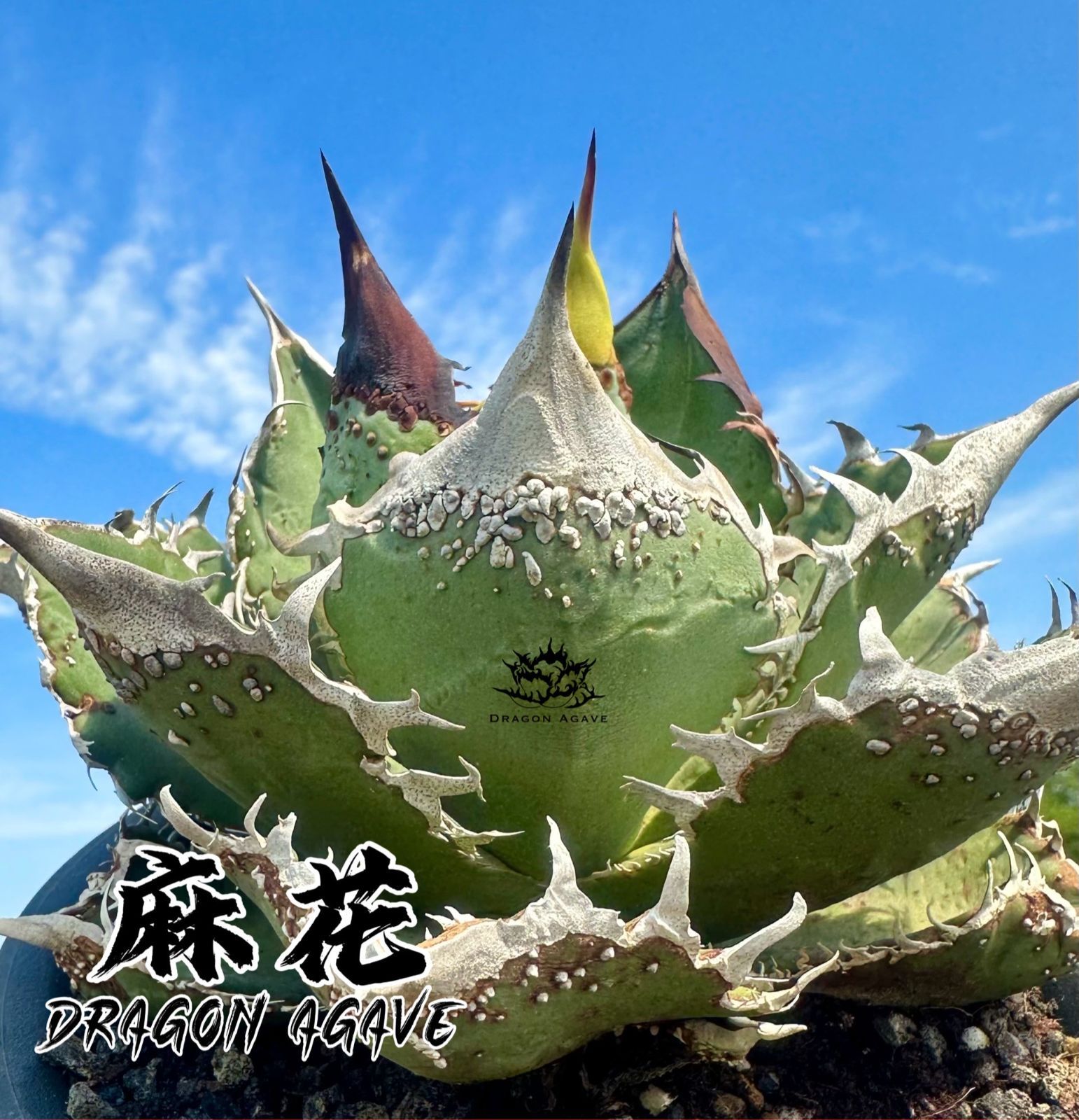 選抜品種》アガベ チタノタ 麻花｜別名：麻花龍、台湾発祥輸入株