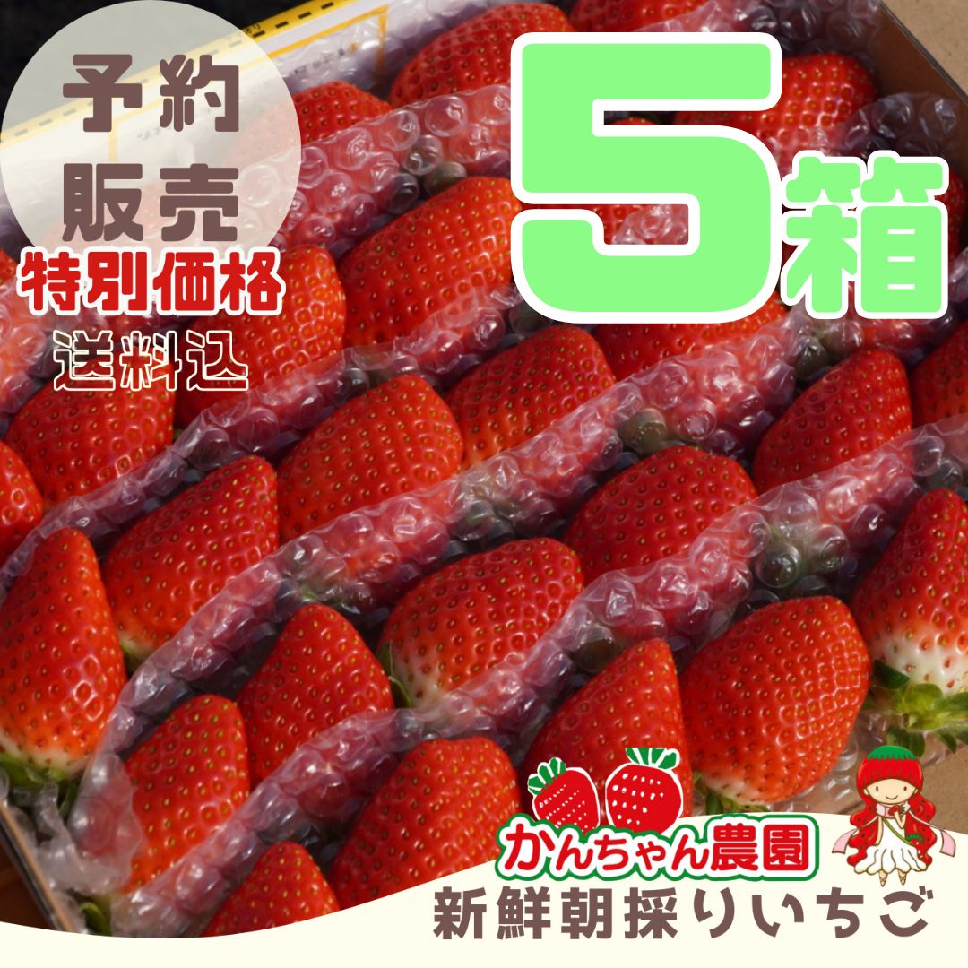 ⑤箱 11月分予約販売 新鮮朝採りいちご