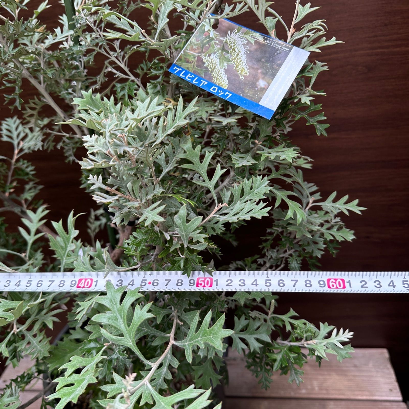 u*c様 グレビレア　グレープ　　希少　発根済み　δ 2025年最新】グレビレア グレープの人気アイテム - メルカリ