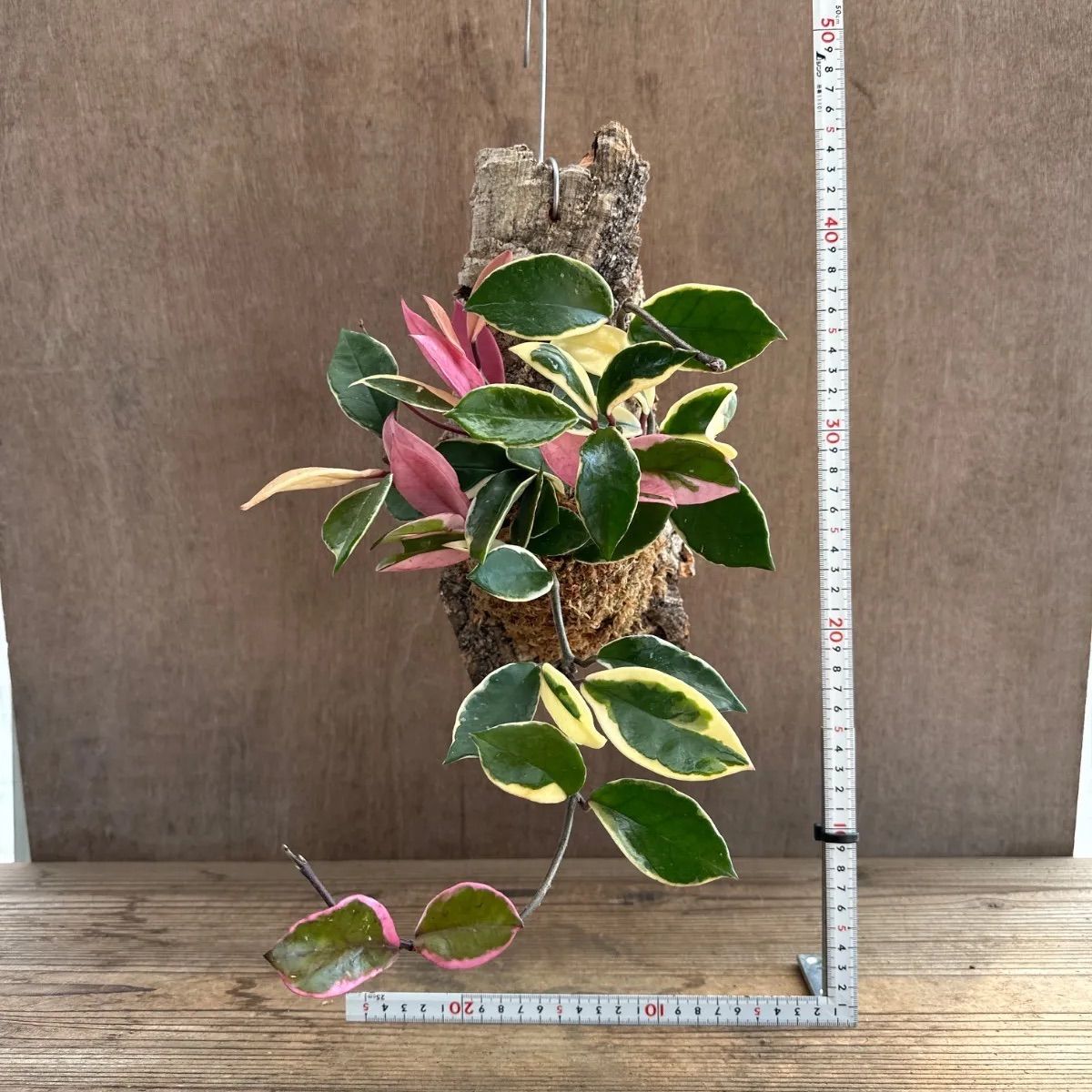 ホヤ カルノーサ リップカラー コルク付け 現品 サクララン 桜蘭 Hoya