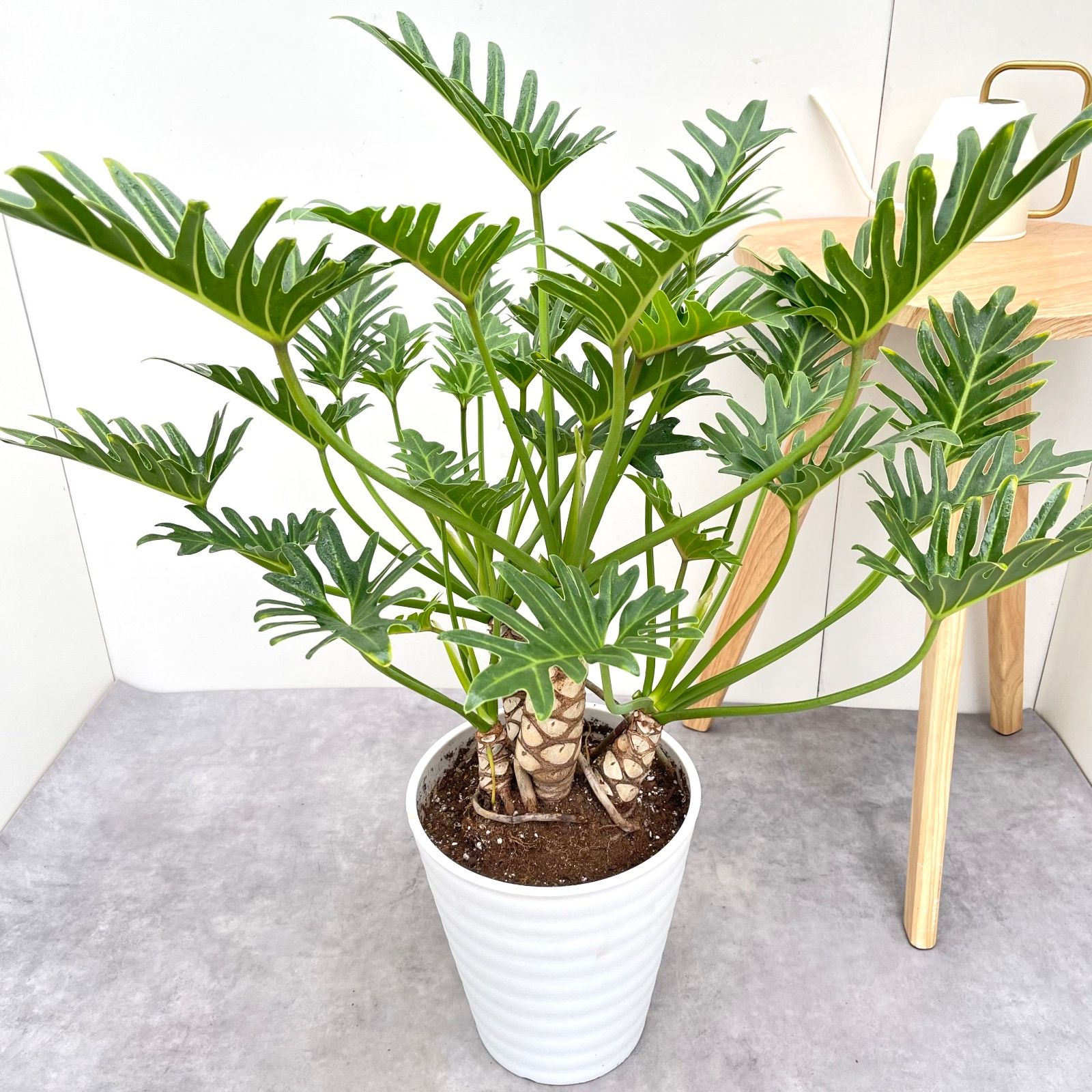 フィロデンドロン クッカバラ ジャイアント 幹上がり 1 現品 観葉植物 大型