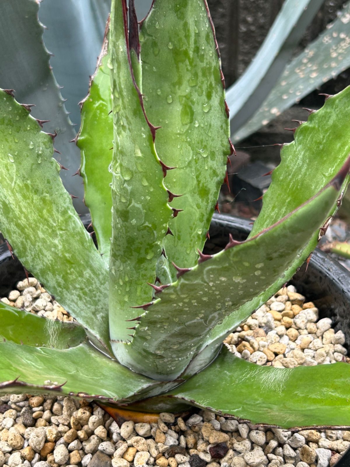 フェロックスx雷神🌵 #agave #agavelovers #agaveferoxhybrid