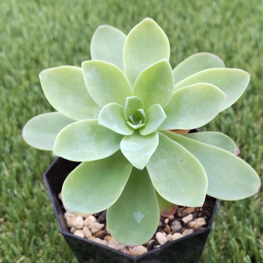多肉植物アエオニウム❤️ 薄化粧 ❤️2頭7-8cm拔キ苗！