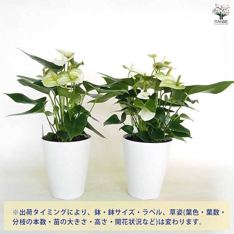 草丈はあまり高くならず コンパクトな姿を保ちます