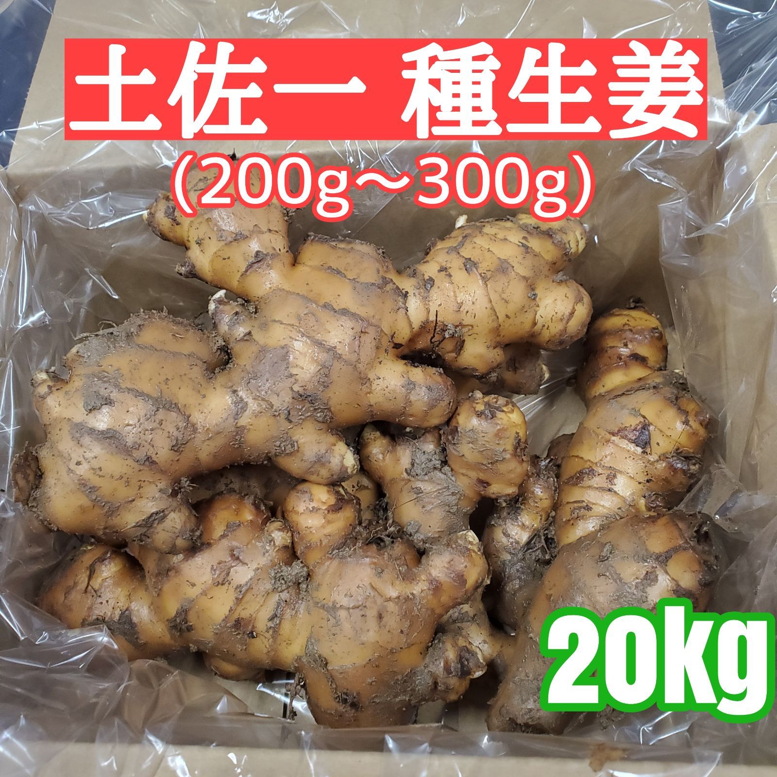 種生姜 大生姜 200g～300g 土佐一20kg