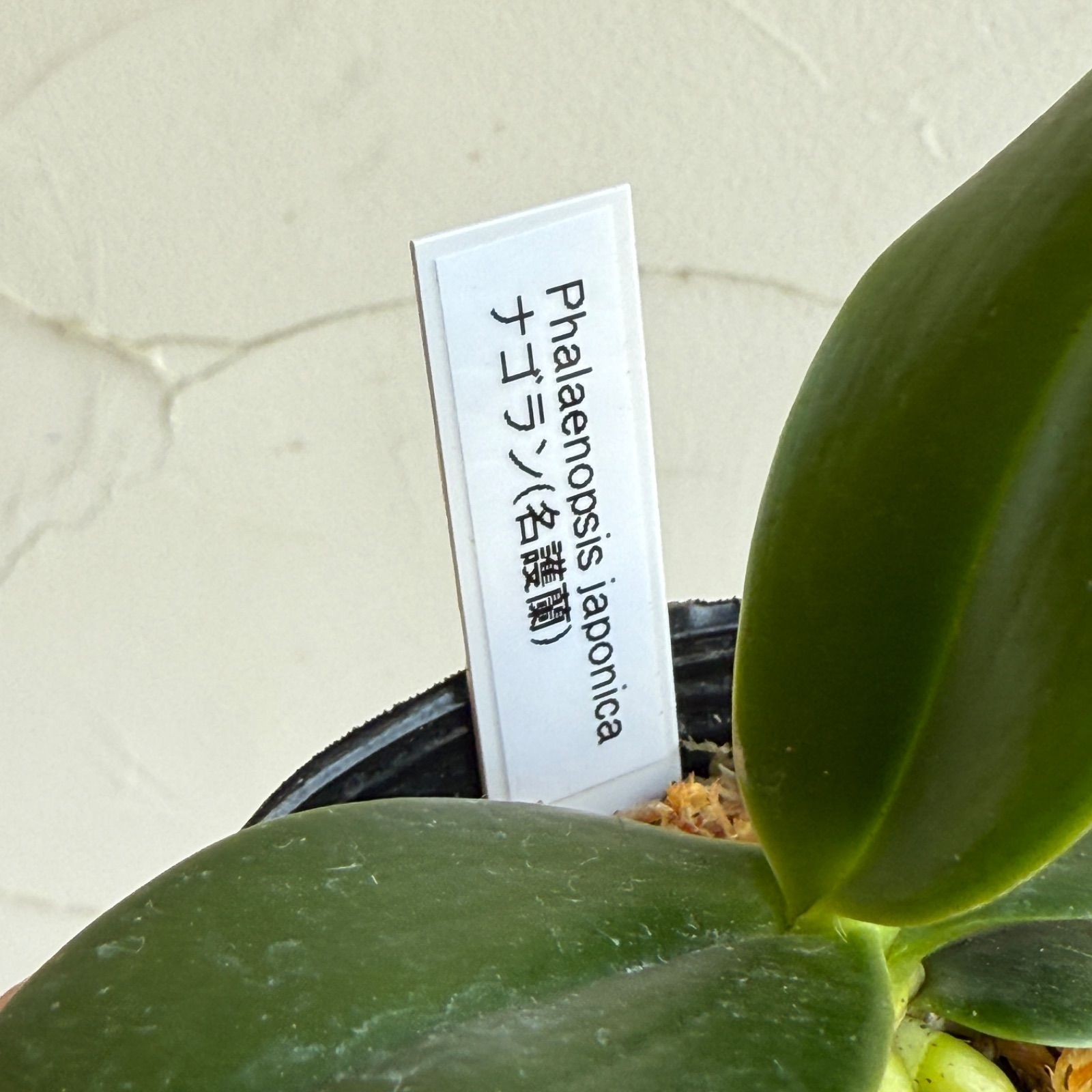 着生ラン】ナゴラン（名護蘭） 2.5号 水苔植え タグ付き - メルカリ