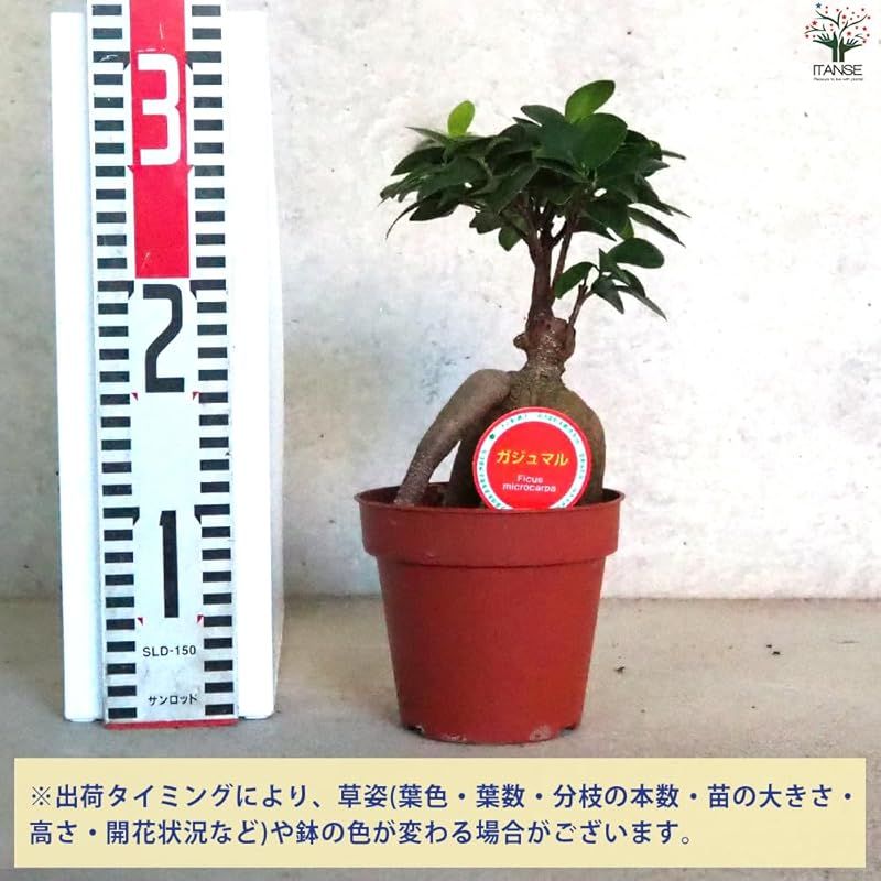 品種で選べる観葉植物 人参ガジュマル