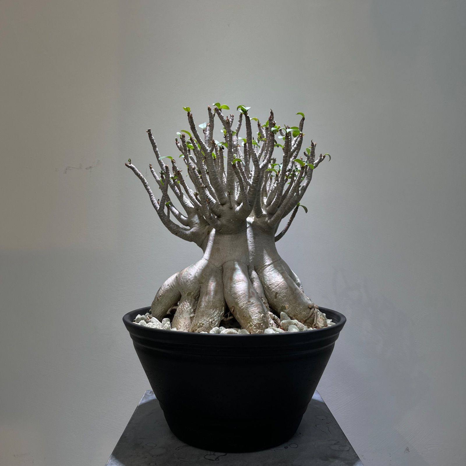 アデニウム Adenium 'super select' 激レア 大株 塊根植物