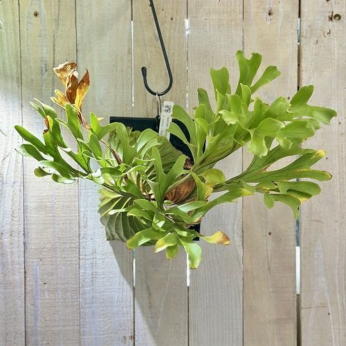 ビカクシダ 壁掛け観葉植物 リドレイ 【公式通販】