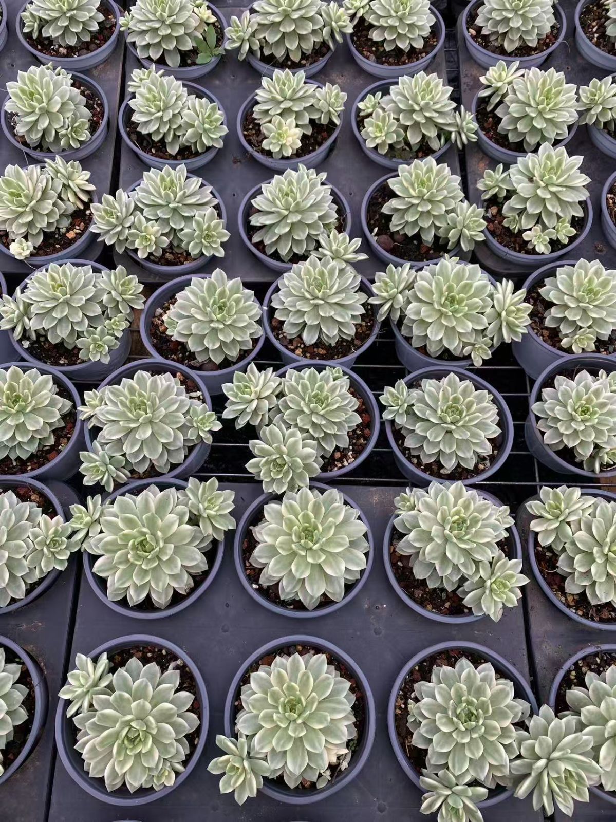 新入荷 マクス錦 ZM1513×30鉢 抜き苗 多肉植物 アエオニウム