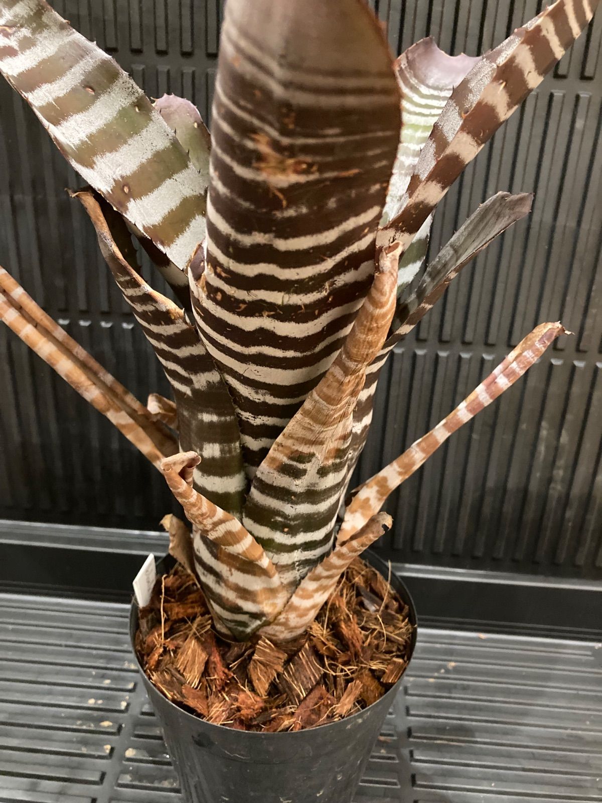 エクメア Aechmea chantinii 'Black Select' エクメア Aechmea