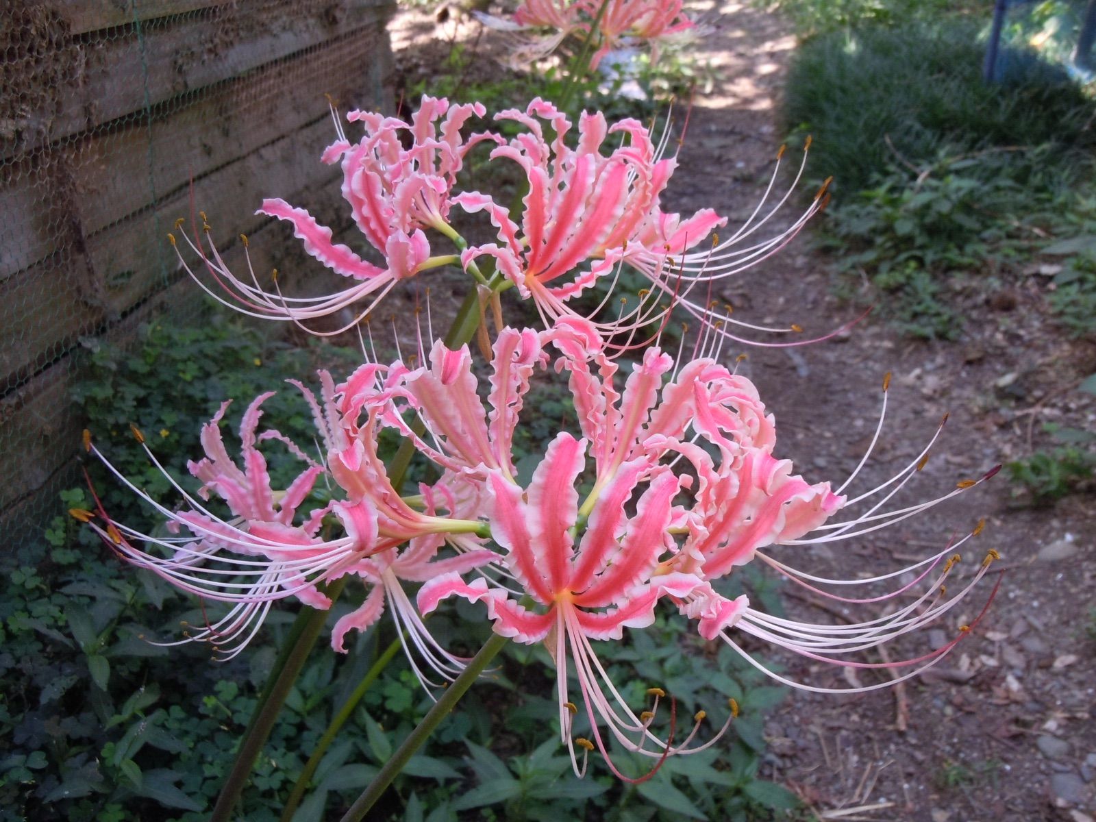 リコリス超レア品種「彩　雲」 黄色のリコリスの判別方法 いよいよ最終章へ！（笑） インド産