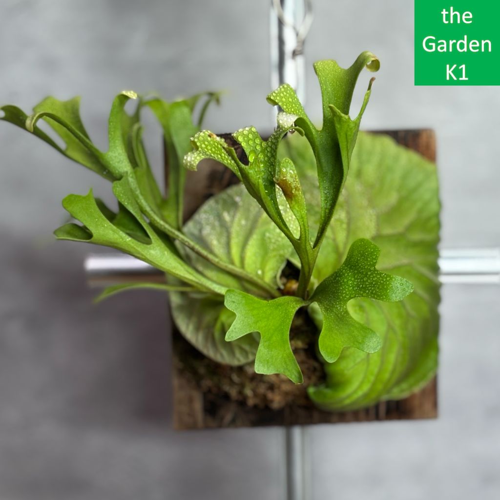 ビカクシダ ジェイドガール コルク付け コウモリラン ウィリンキー