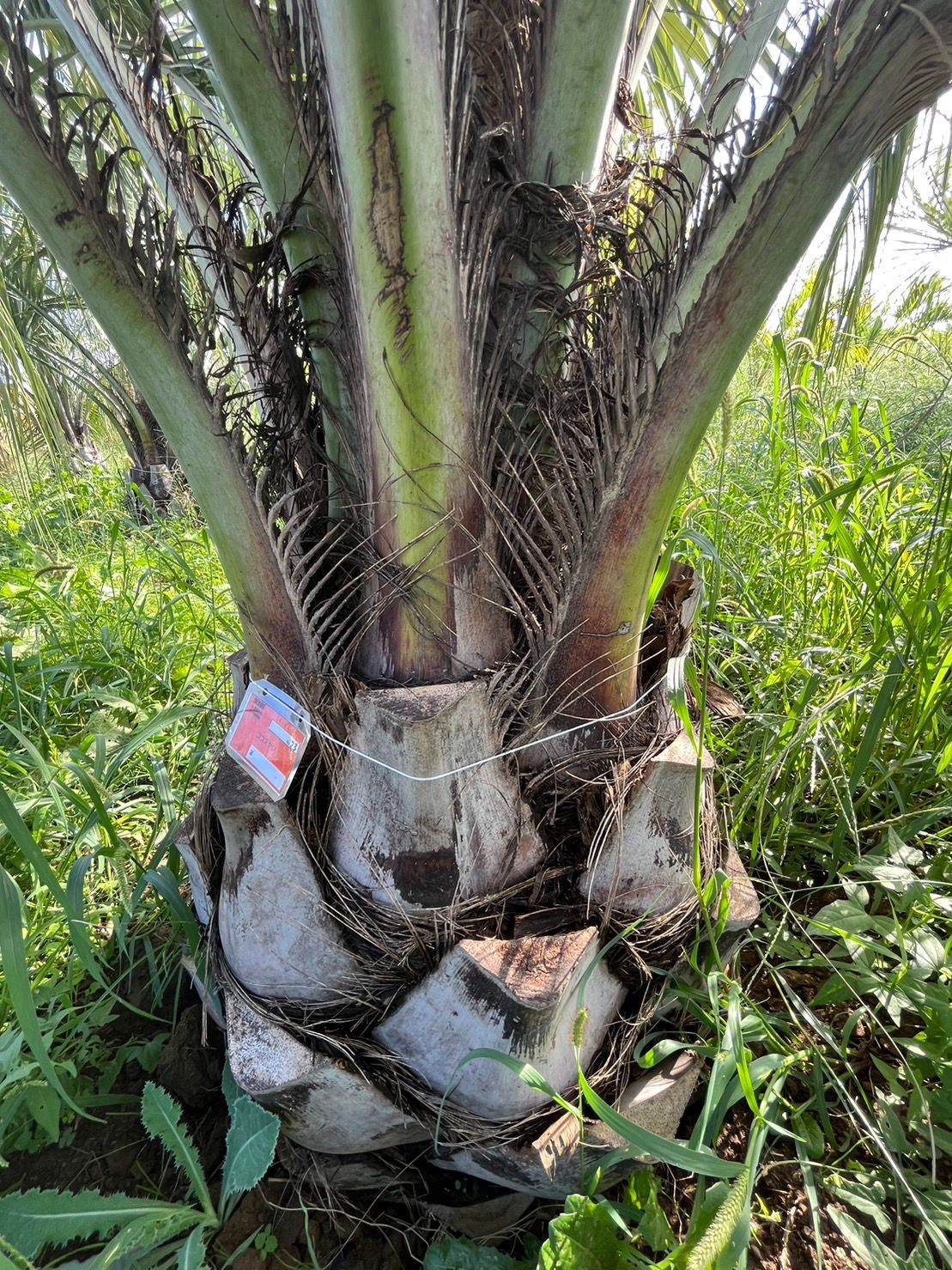 越冬済みまとめ買OK 柱サボテン 鬼面角　5頭発根　地植えアガベ ウチワサボテン 越冬済みまとめ買OK 柱サボテン 鬼面角 5頭発根 地植えアガベ