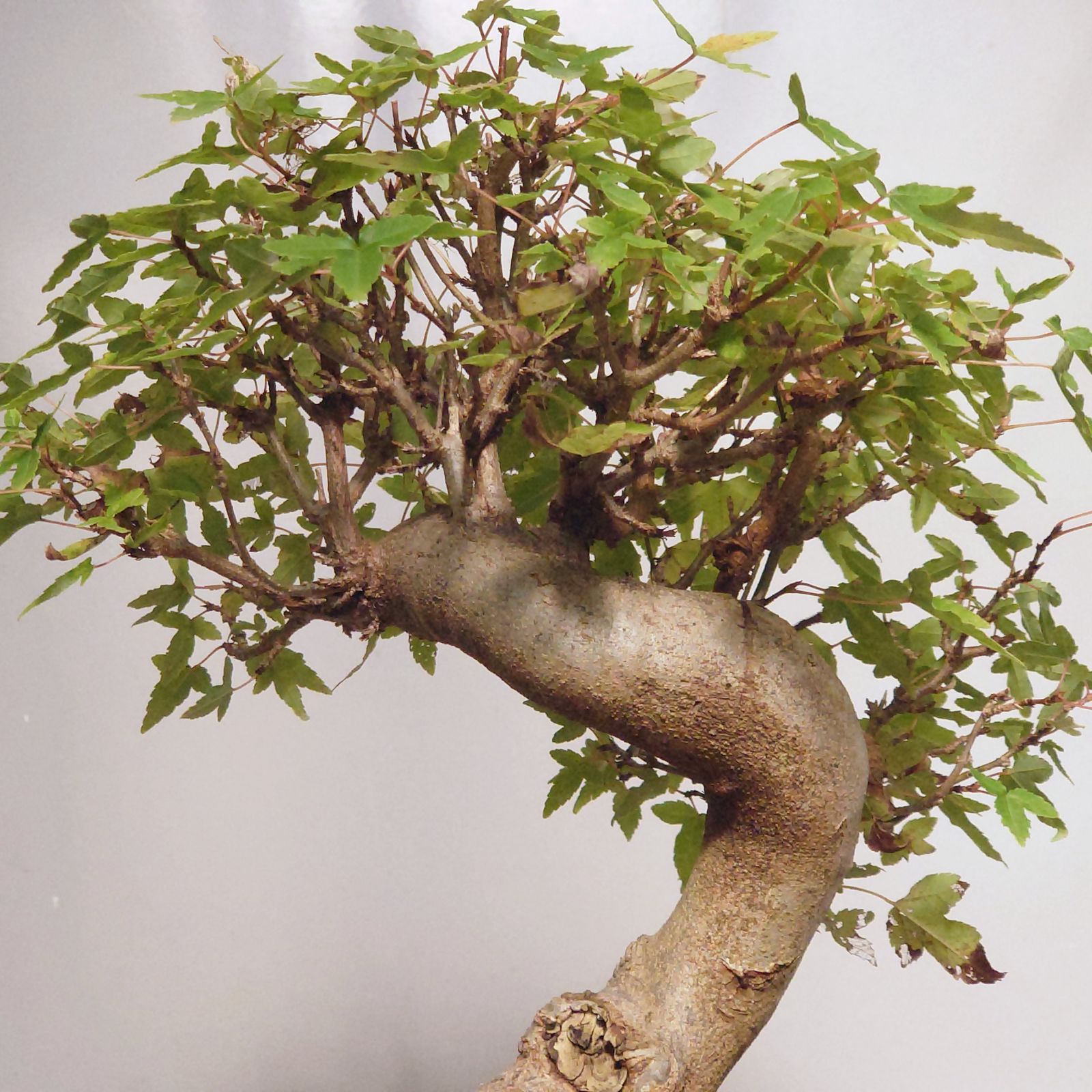 【8月限定】楓 カエデ 楓盆栽 カエデ盆栽 紅葉 盆栽 楓の寄せ植え 太幹 楓 カエデ 紅葉 誕生日 お祝い ギフト