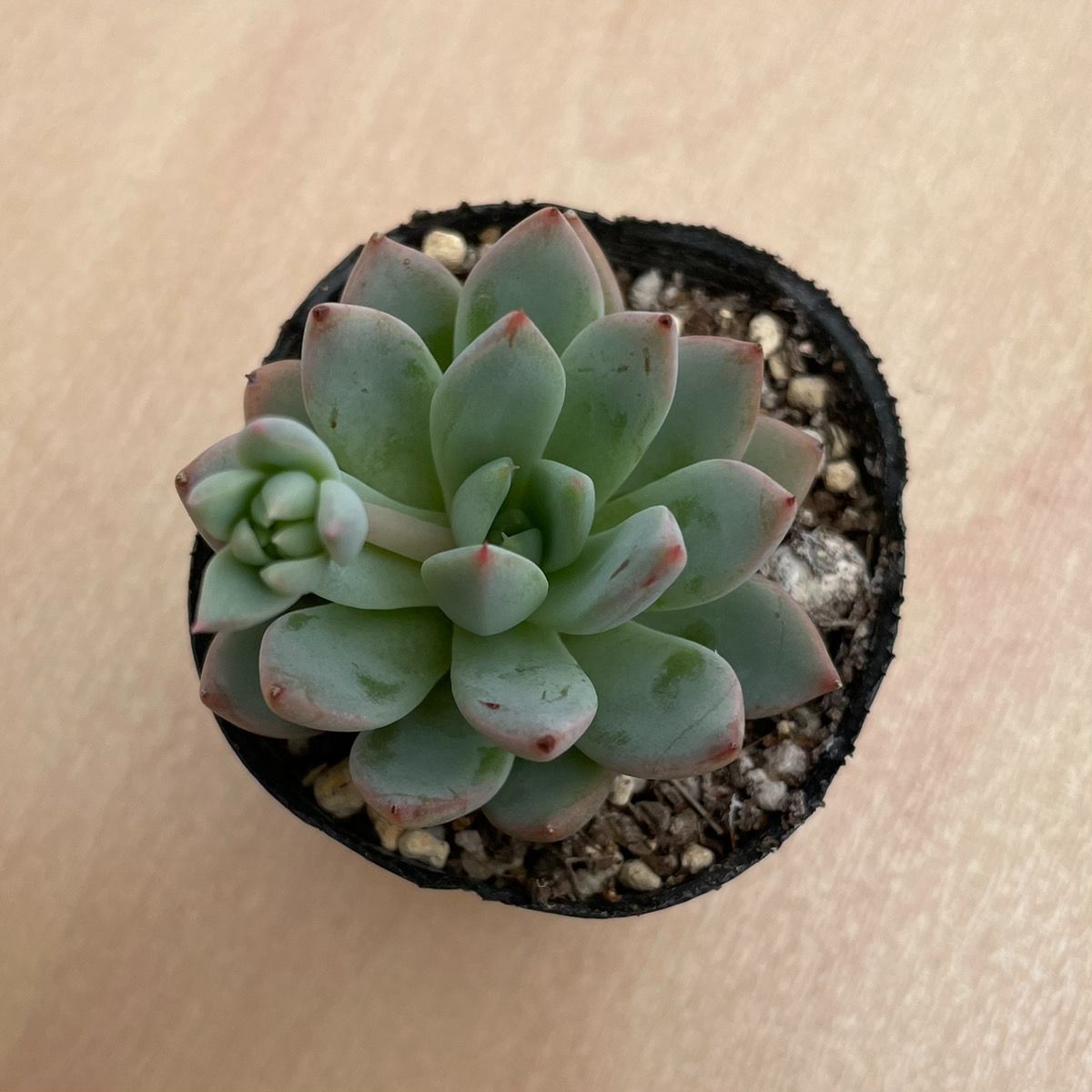 多肉植物 バイオリーナ 韓国苗 女美月 【公式通販】