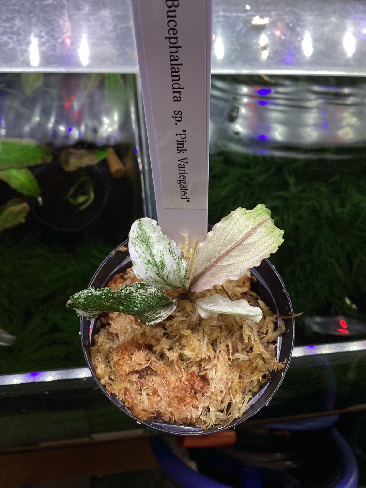 ブセファランドラ sp. ピンクバリエガータ Bucephalandra sp. Pink 