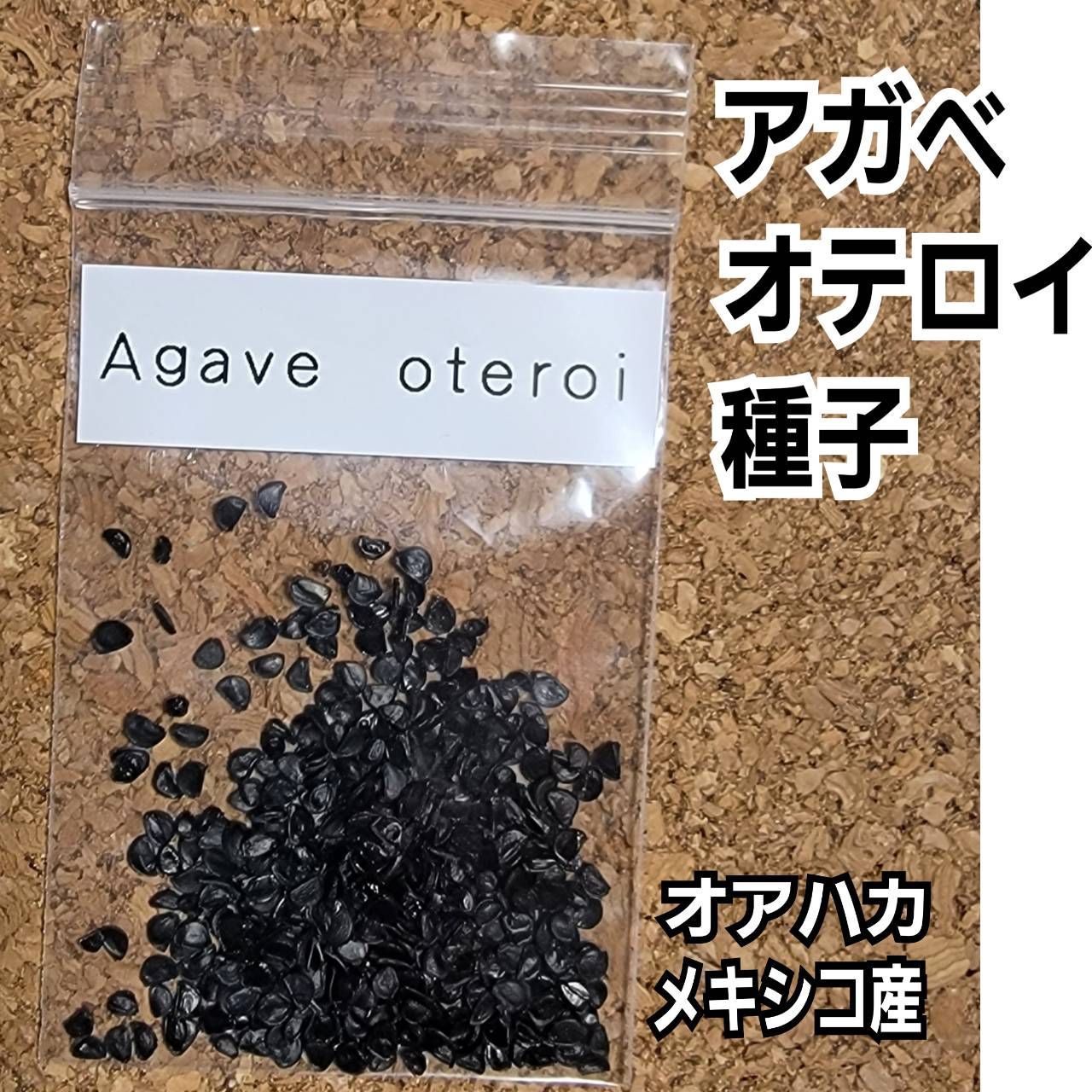 4月入荷 オテロイ 種子 1000粒 チタノタ アガベ アガベ チタノタ オテロイ種子【10粒】優良血統 オアハカ