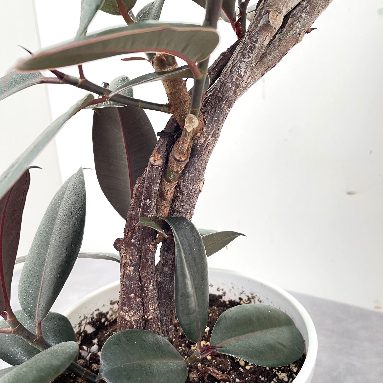 フィカス バーガンディ 曲がり 3 現品 観葉植物 室内 7号 WWW_GEBZETESISAT_COM_TR