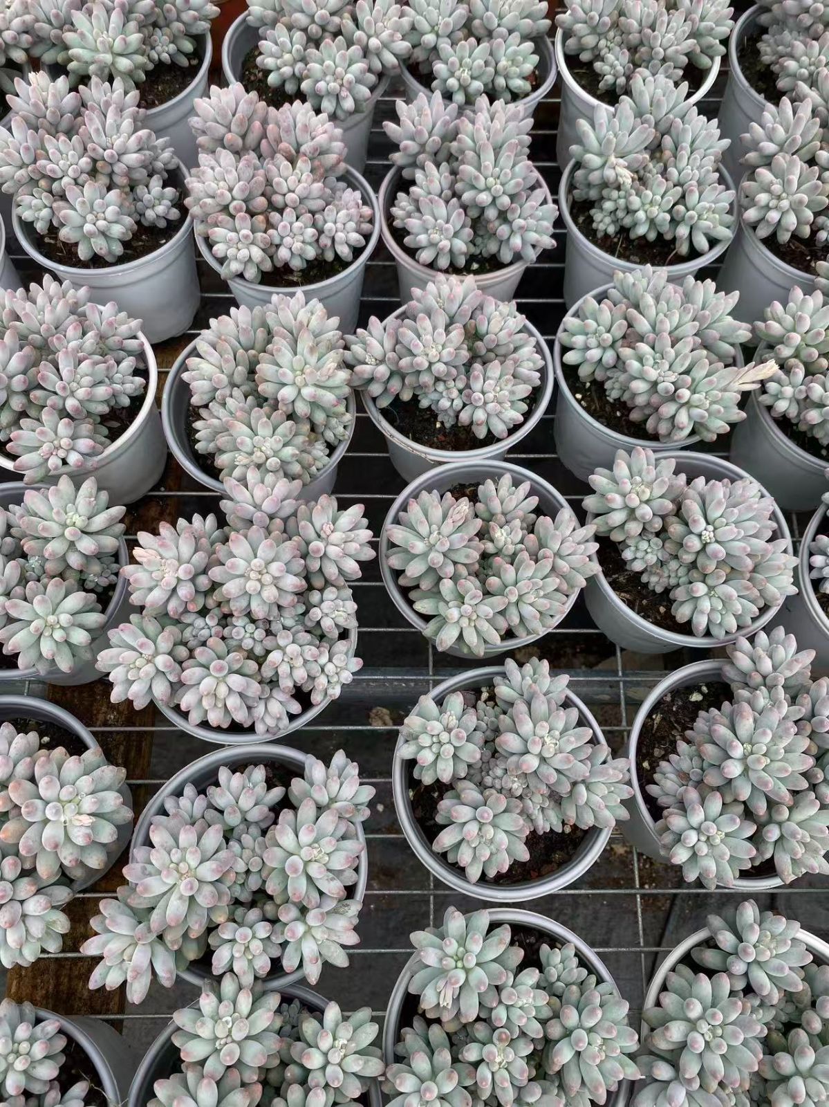 ZM1732×30 ベビーフィンガー 抜き苗 多肉植物 アエオニウム エケベリア 韓国苗