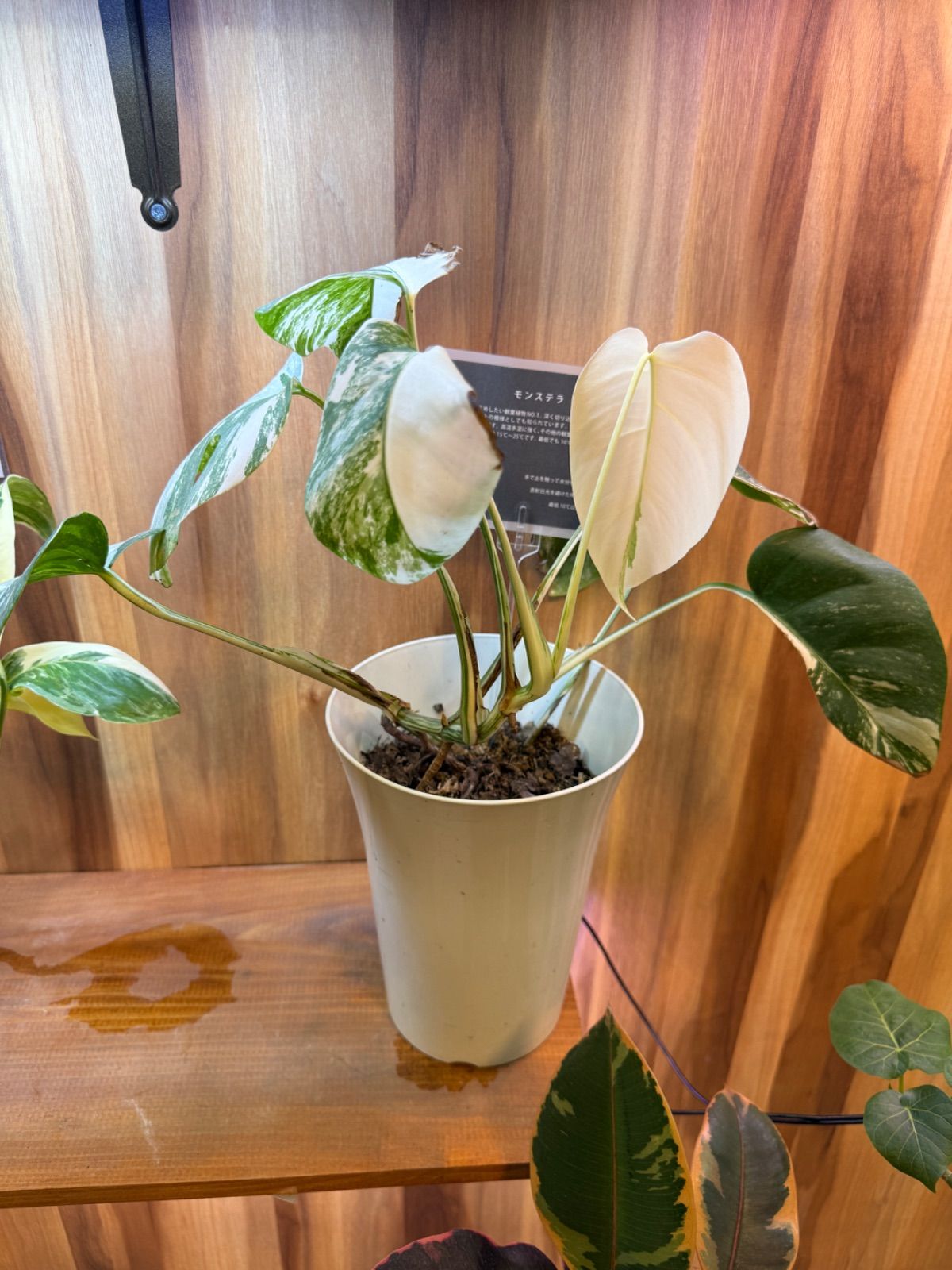観葉植物 モンステラ ボルシギアナ ホワイトタイガー