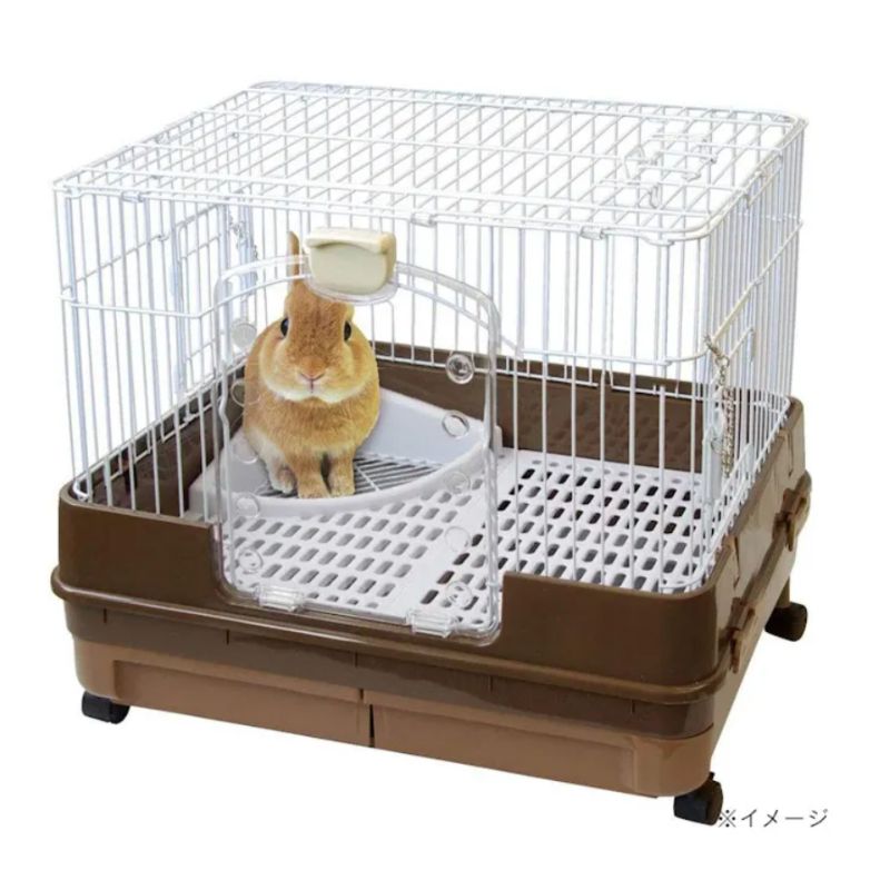 多頭飼い ハムスター