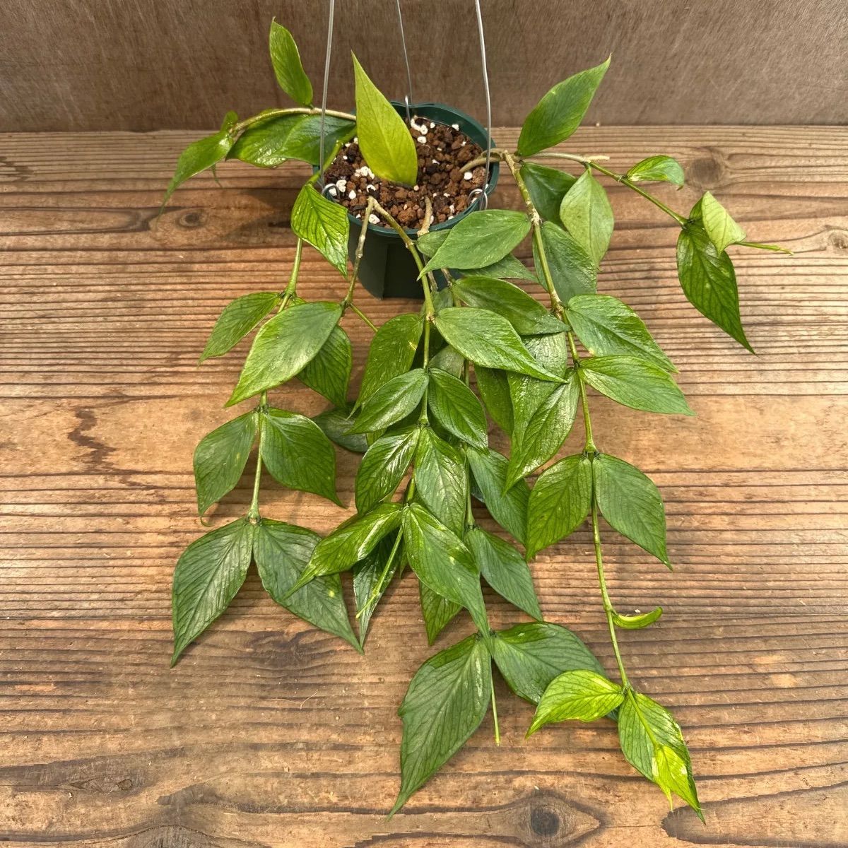 怪奇植物Hoya polyneura albomarginata サクララン ② 超レア 原種 ホヤ 怪奇植物 サクララン 鉢花 パルダリウム