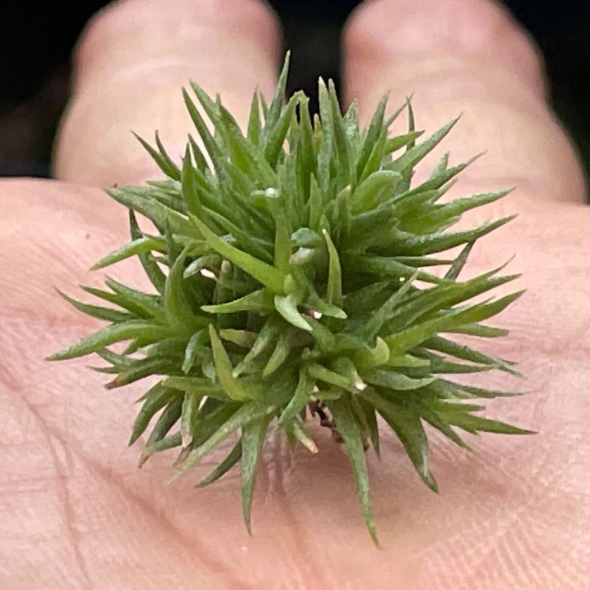 チランジア アエラントス テディベア Tillandsia aeranthos Teddy Bear