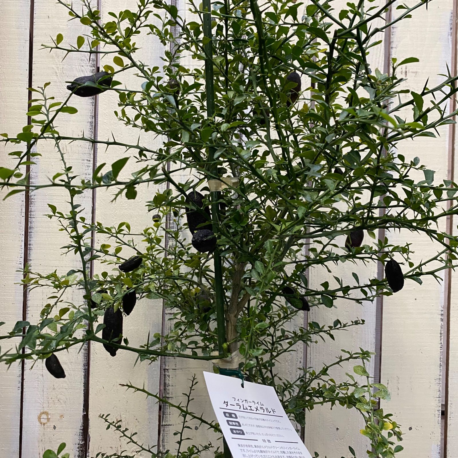 フィンガーライム ダーラムエメラルド