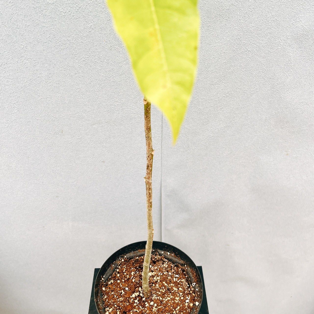 ［現品］☆初出品☆ 1番　キンコウボク　6号　観葉植物　屋外　珍しい　金厚朴 現品］☆初出品☆ 1番 キンコウボク 6号 観葉植物 屋外 珍しい