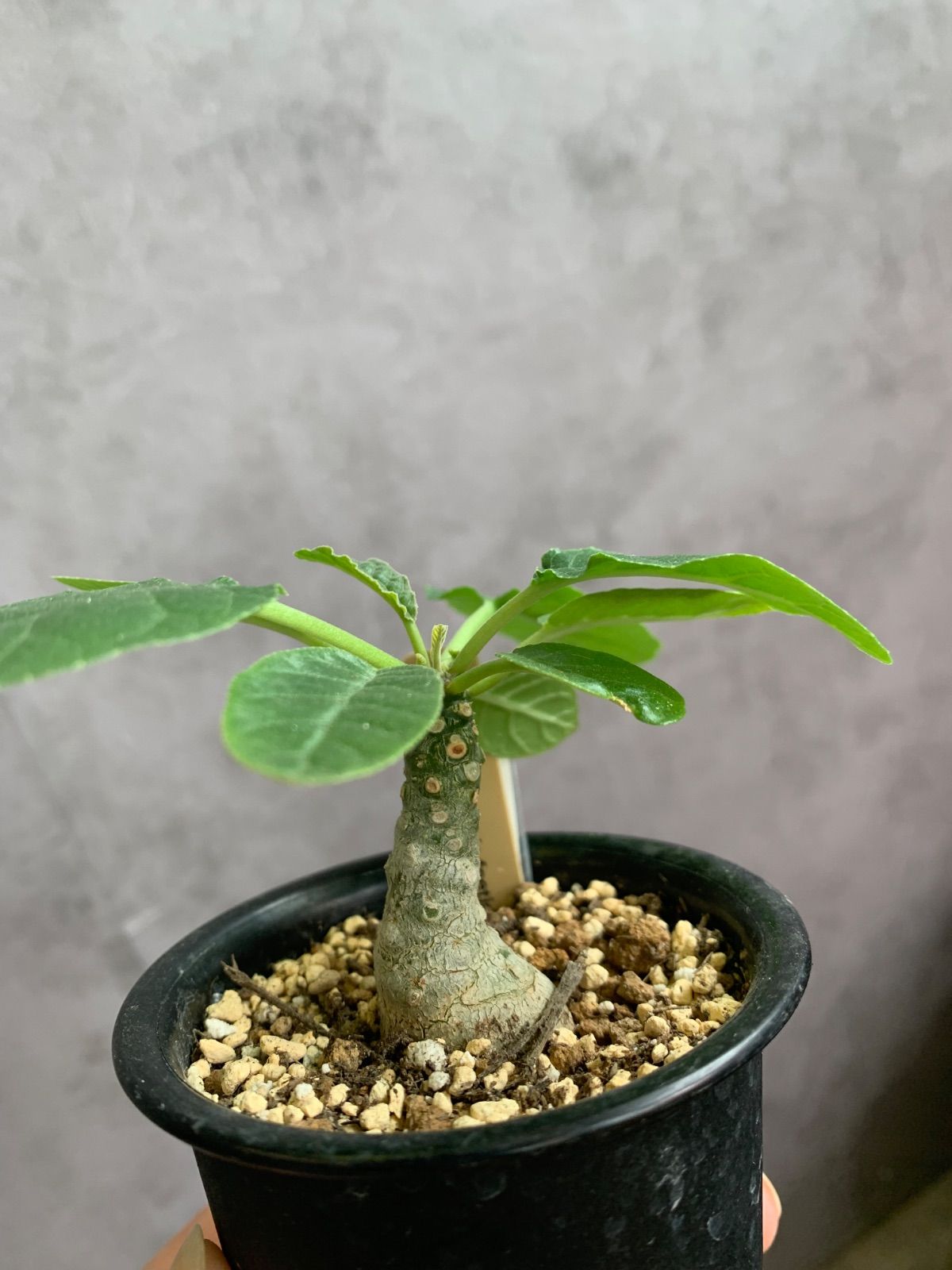 ドルステニア フォエチダ 塊根 塊根植物 多肉 多肉植物