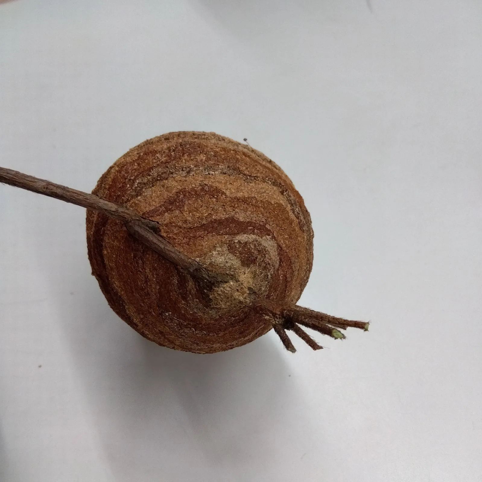 スズメバチの巣 初期 とっくり型 クロスズメバチ標本 セット - メルカリ