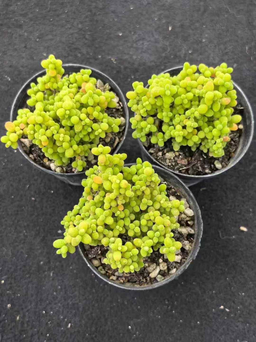 32鉢の土鉢付きセット ドロサンテマム グロボーサム 多肉植物 佐川急便発送 エケベリア 韓国苗 MY734 YUZUMIYA_COM