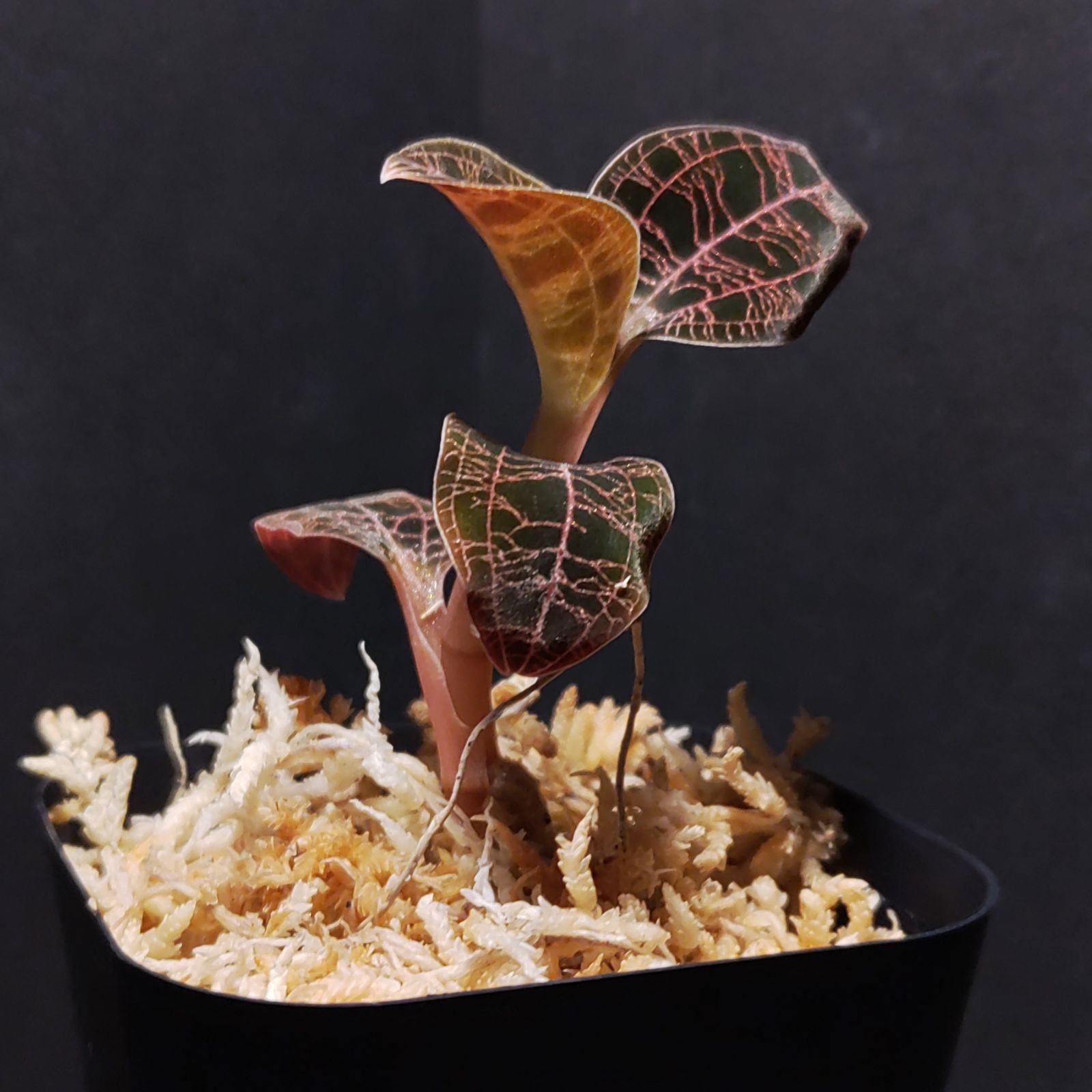 ドッシニア マルモラータ var. ダィィ ジュエルオーキッド