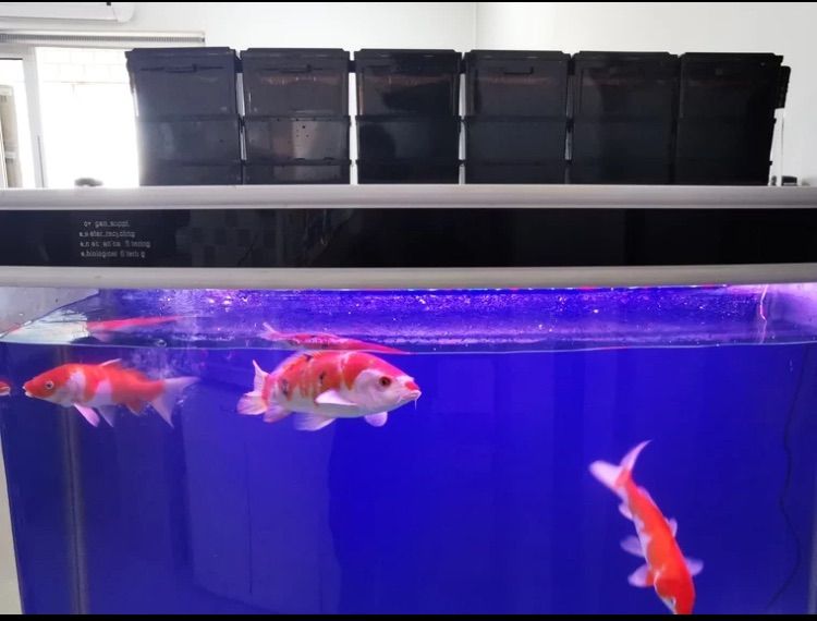 三層式濾過槽水槽三段式上部フィルター物理と生物濾過フィルター硬質ボックス水質メンテナンス効果あり対応水槽90cm以上HE9015個ボックス