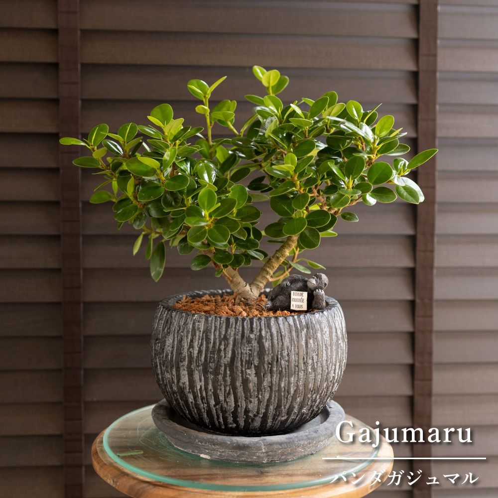 パンダガジュマル 7号 陶器鉢 ピック付 観葉植物 ガジュマルの木