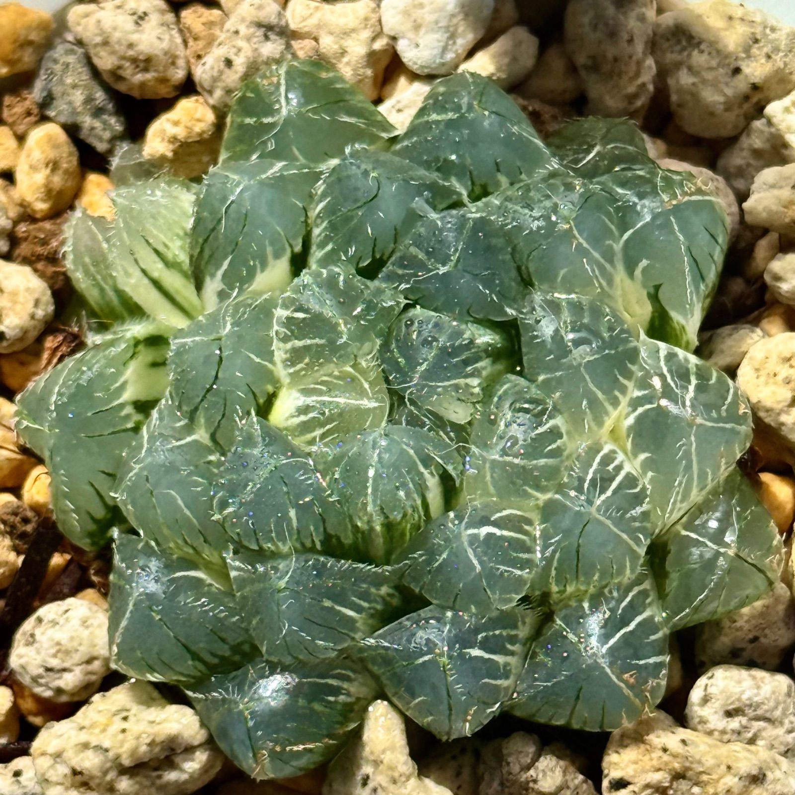 多肉植物 ハオルチアブルーレンズオブツーサ錦糊斑極上株。仔株付