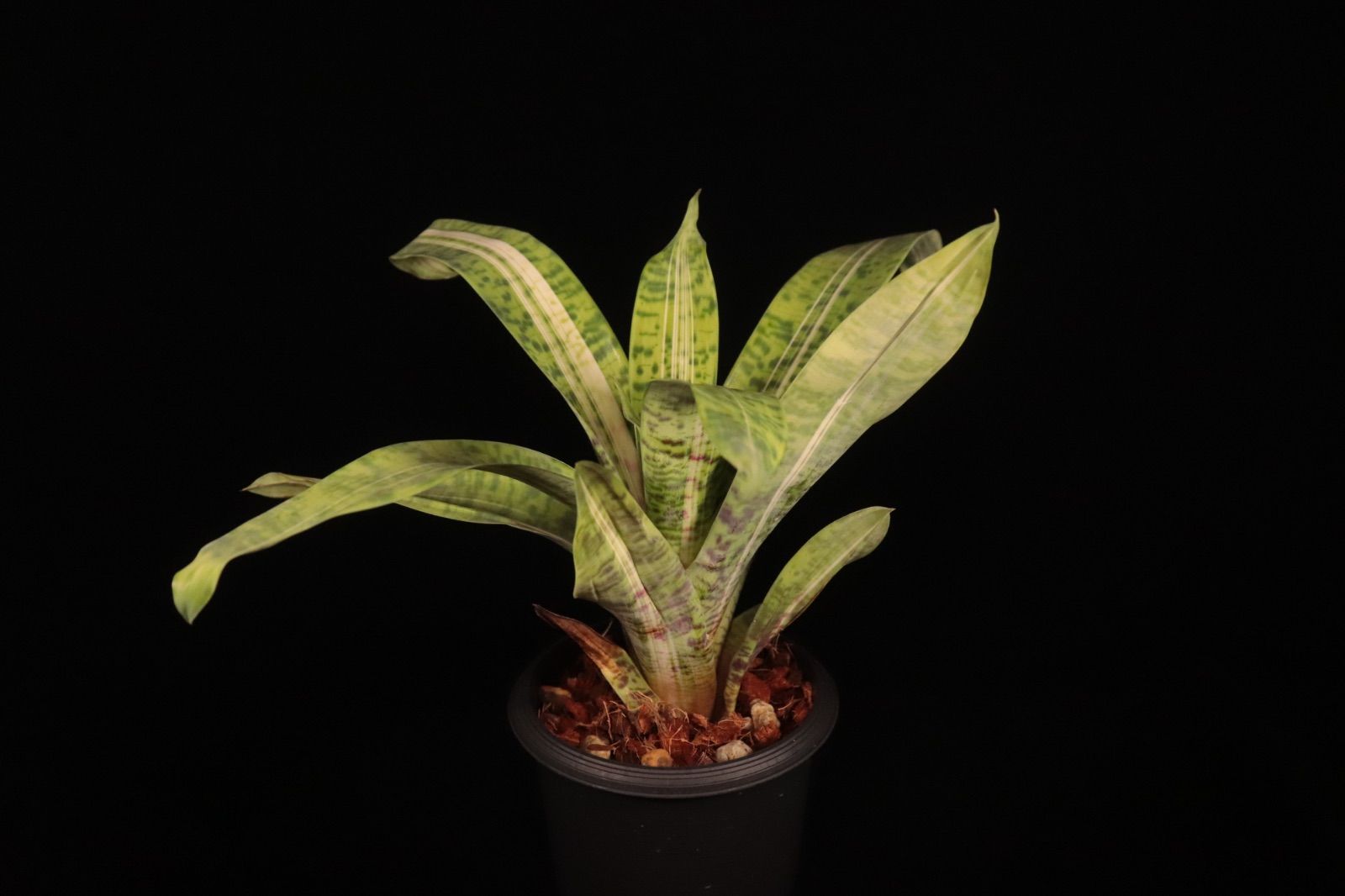 【送料無料】Vriesea 'Latvia'〔フリーセア〕現品発送V0117 送料無料】Vriesea erythrodactylon 'White Cloud' (Brazil