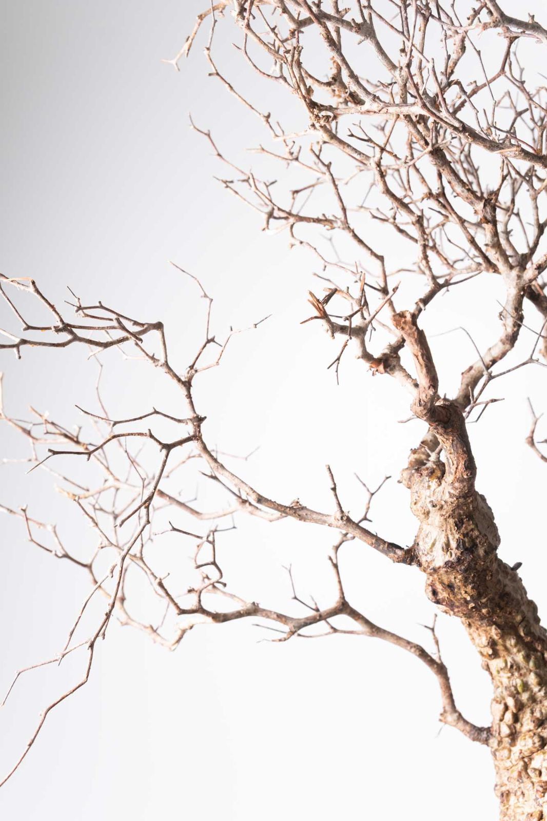 MP173 オペルクリカリア パキプス コーデックス ベアルート株