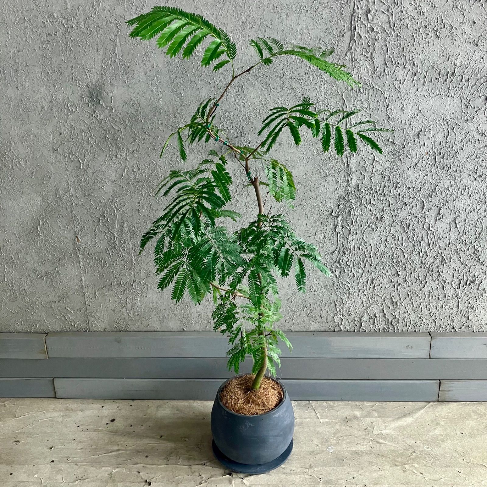 厳選された植物と鉢
