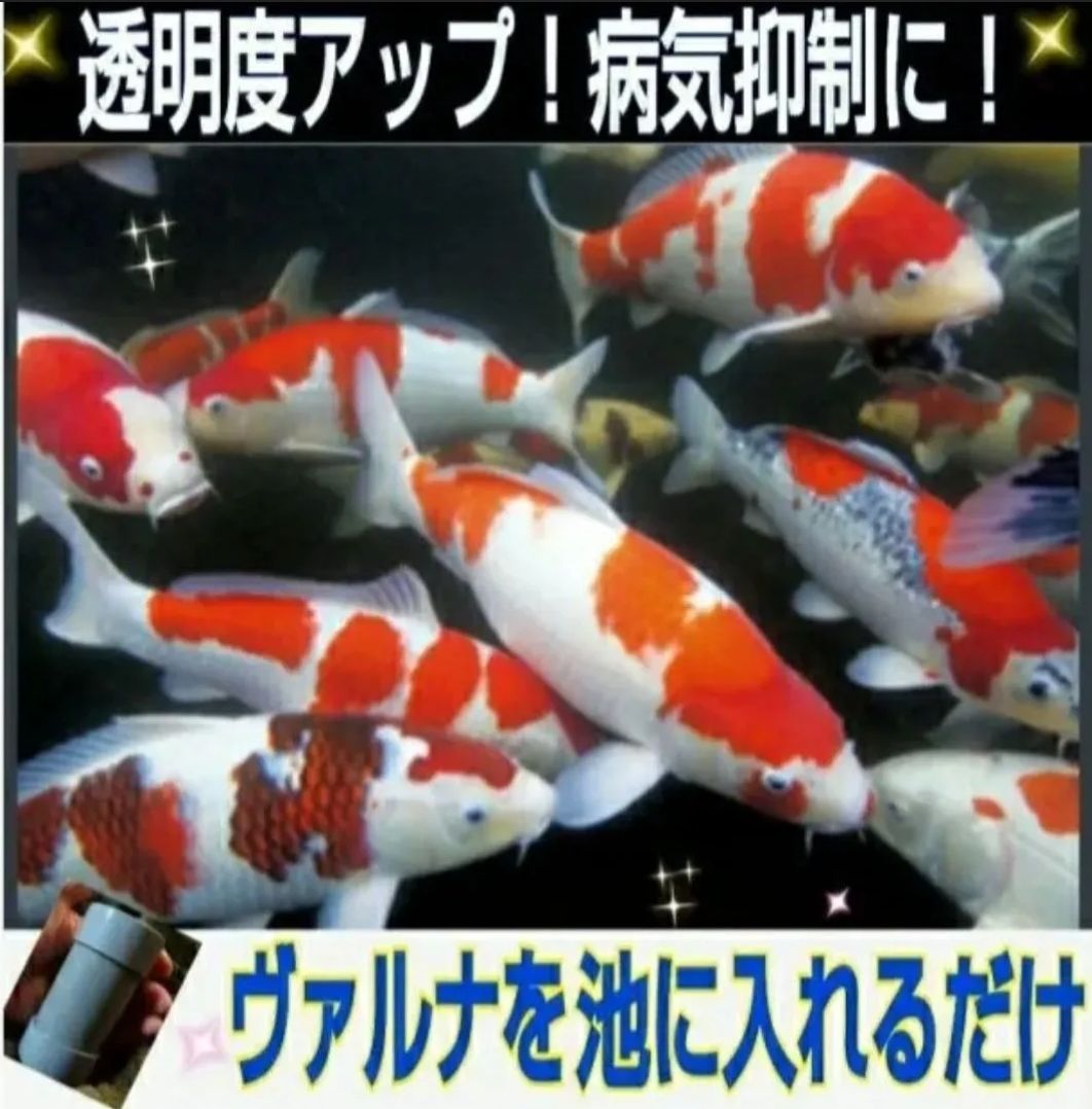 池の水質が抜群になります！【ヴァルナ池用】錦鯉の飼育者絶賛！病原菌や感染症など有害物質を抑制し透明度が抜群になります☆色艶もアップ！ 池に筒を入れるだけ！5年キープ！  - メルカリ