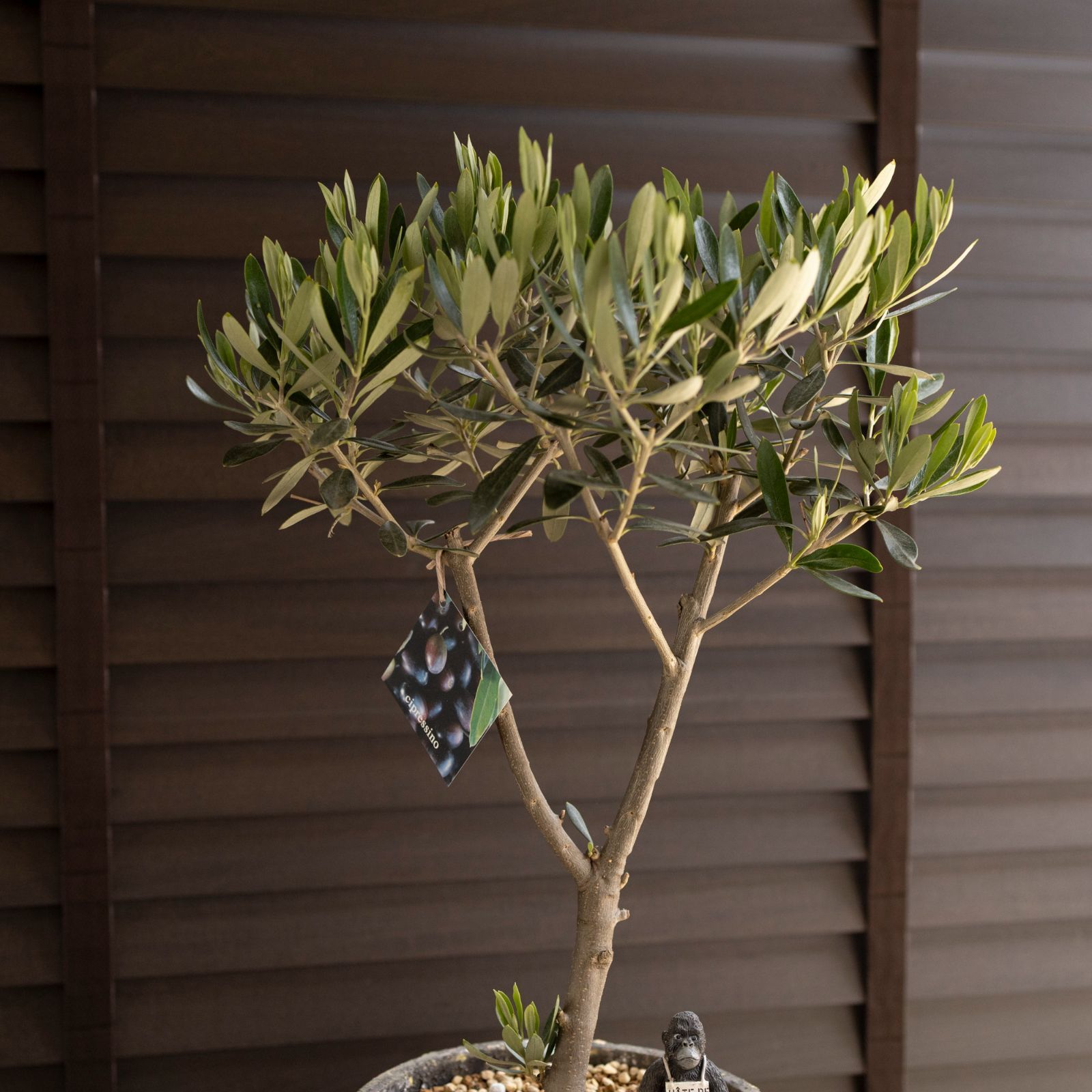 創樹 Olive オリーブの木 7号 セメント鉢 SOUJU Cipressino 創樹 Olive オリーブの木 7号 セメント鉢 SOUJU Cipressino