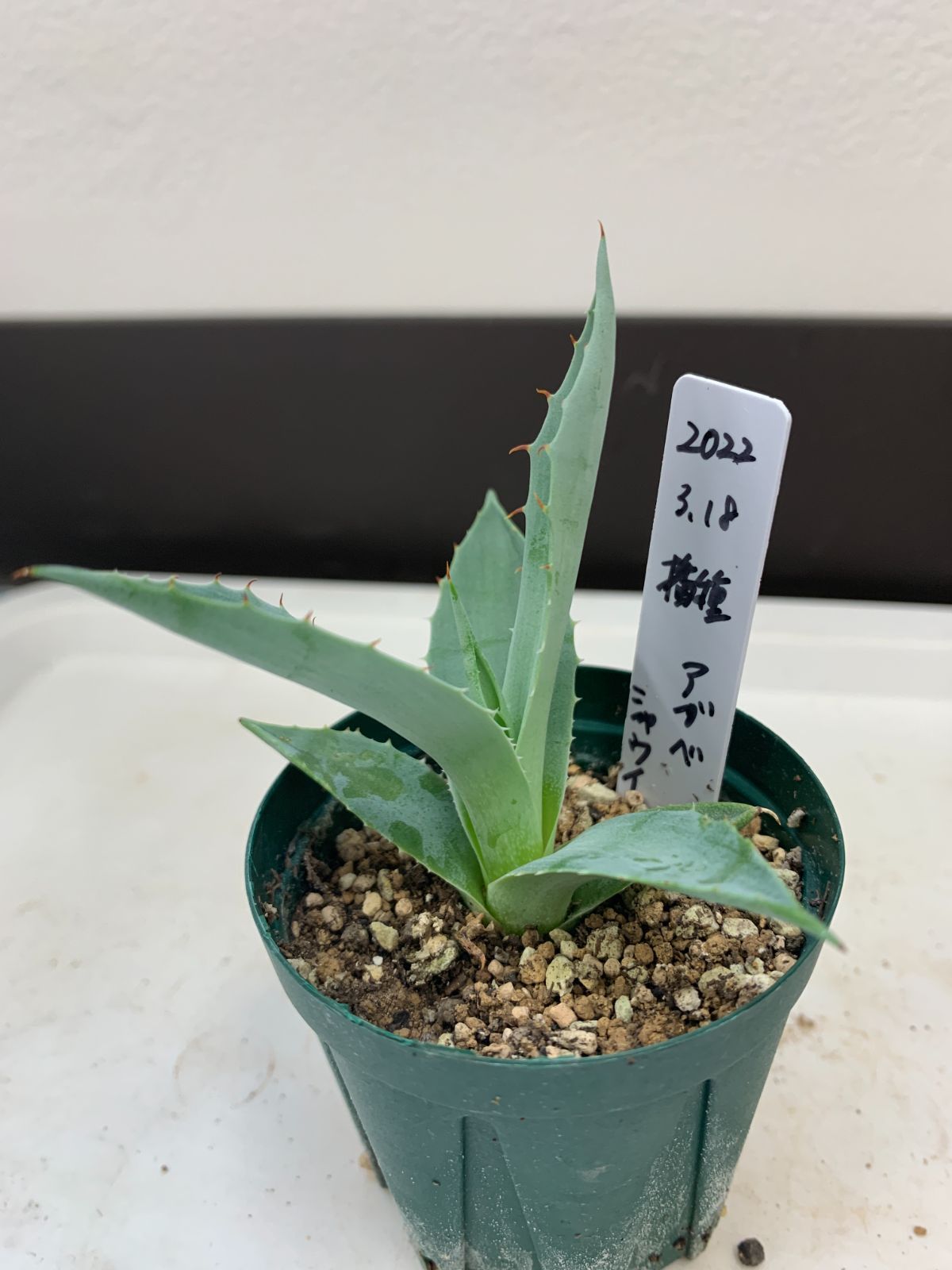 新品即決 アガベ 4種4株① 植物/観葉植物 - jiujitsutimes.com