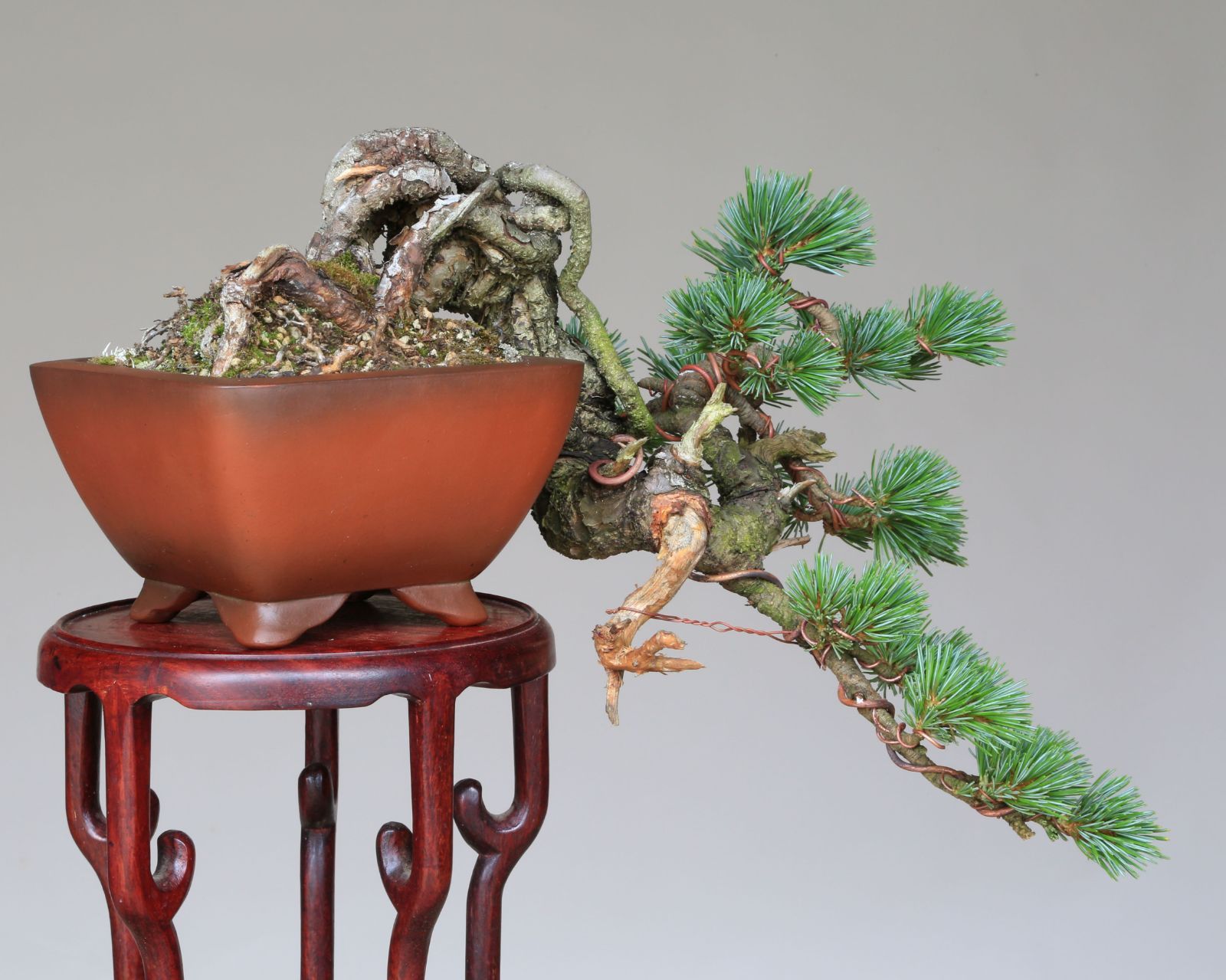 す*き様 盆栽松国宝吾妻五葉松樹高38cm