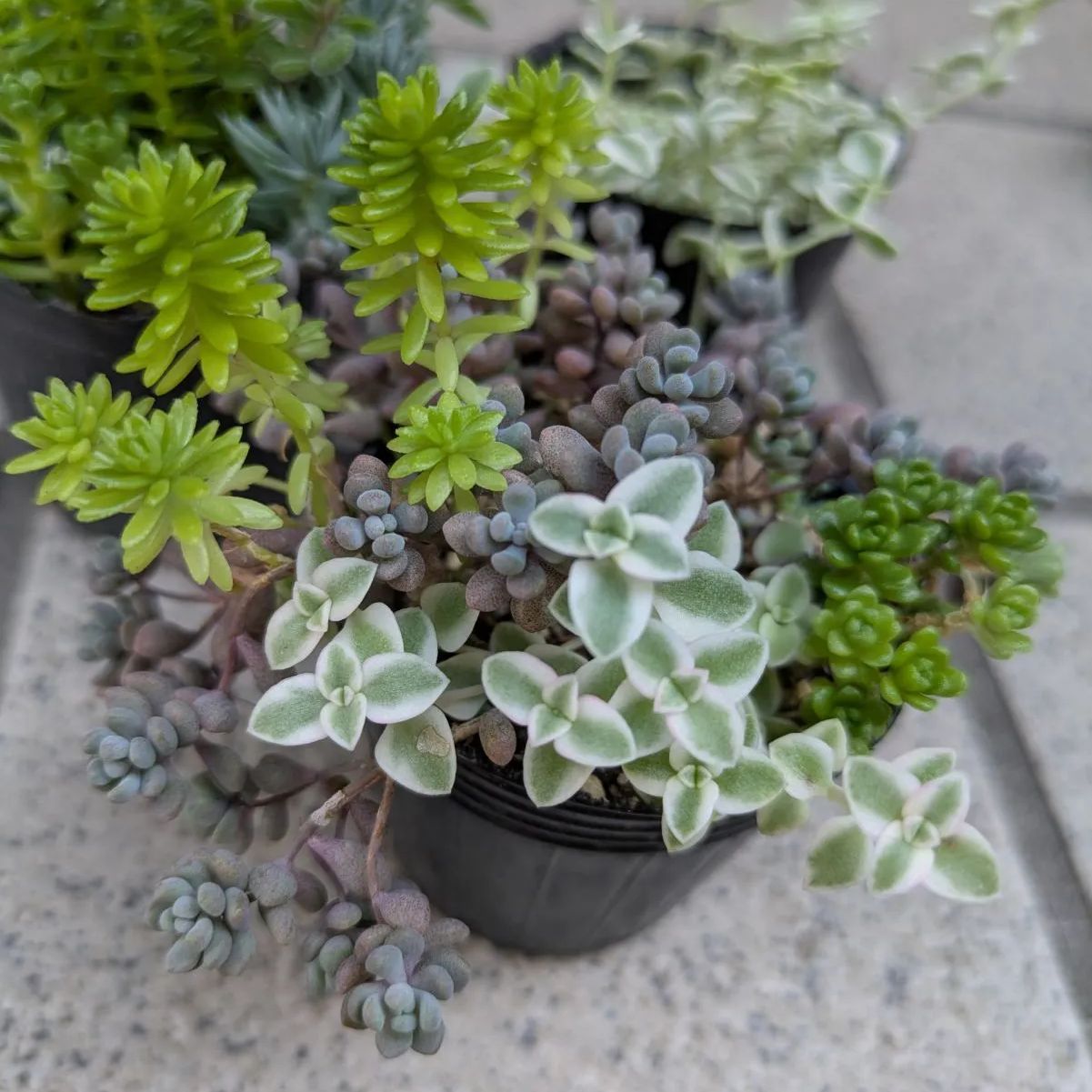 多肉植物 ちまちま寄せ植え 抜き苗 根付きパープルヘイズ セダム