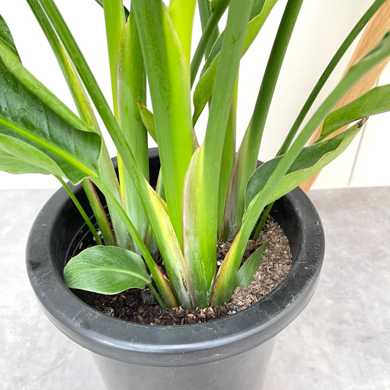 ストレチア　オーガスタ　1【現品】観葉植物　室内　大型 観葉植物 本物 ストレリチア オーガスタ 8号鉢 大型 室内用