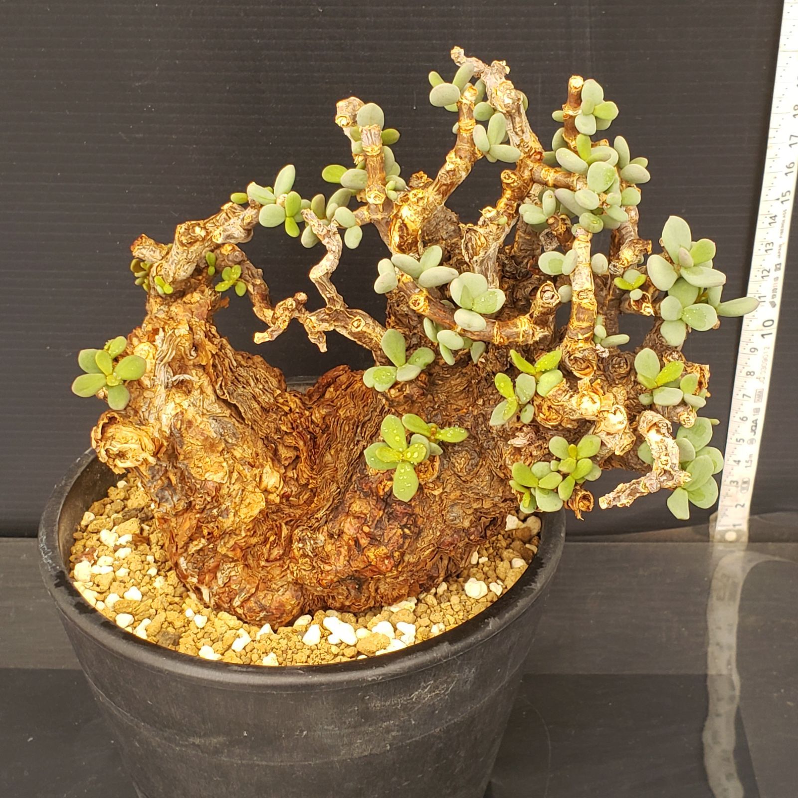 H424 自社養生株 ケラリア ピグマエア L 現地球 発根株 鉢植え 塊根植物